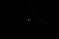 藏品(微小螺)的圖片